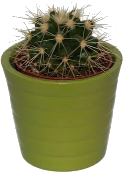 Green Png Pngs Greenpngs Moodboard Cactus Plant Png Plant Pngs