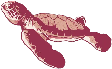 Sea Turtle Stroke Baby Onesie Transparent Png U0026 Svg Vector Loggerhead Sea Turtle Sea Turtle Icon