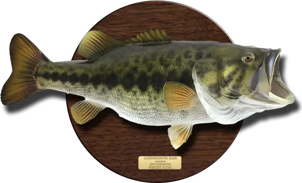 Wood Plaque Fish Mount Action Scene Gallery Mounted Fish Mount Plaque Png Bass Fish Icon