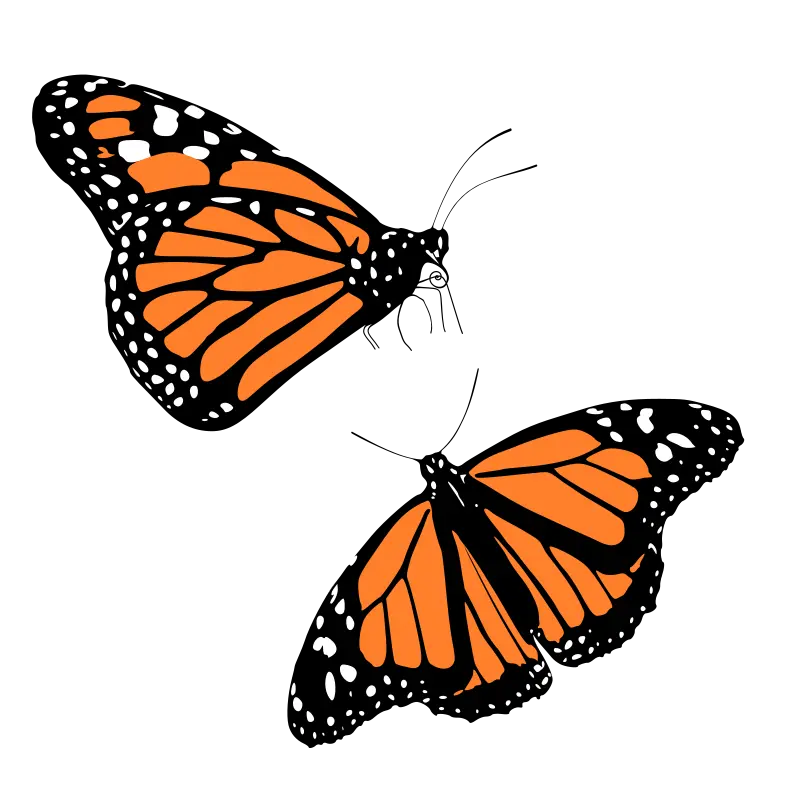 Monarch Butterfly Clip Art Butterfly Png Download 600 Monarch Butterfly Clipart Transparent Background Butterfly Png Clipart png