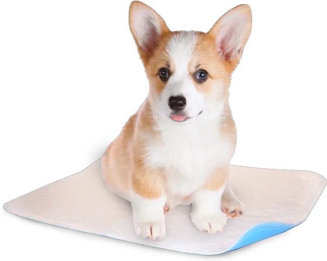 Download Free Png Pembroke Welsh Corgi Shock Collars For Small Dogs Corgi Png