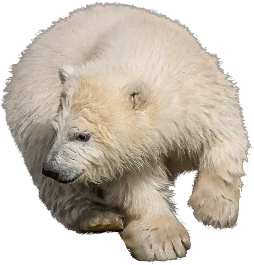 Free Photo Zoo Isolated Polar Bear Predator Wild Animal Polar Bear Png Polar Bear Transparent Background
