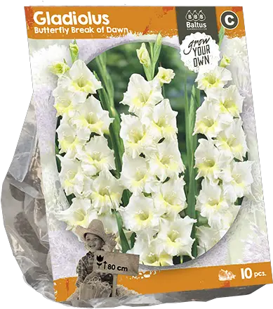 Download 222240 Gladiolus Butterfly Break Of Dawn Per 10 Narcissus Png Lily Of The Valley Png