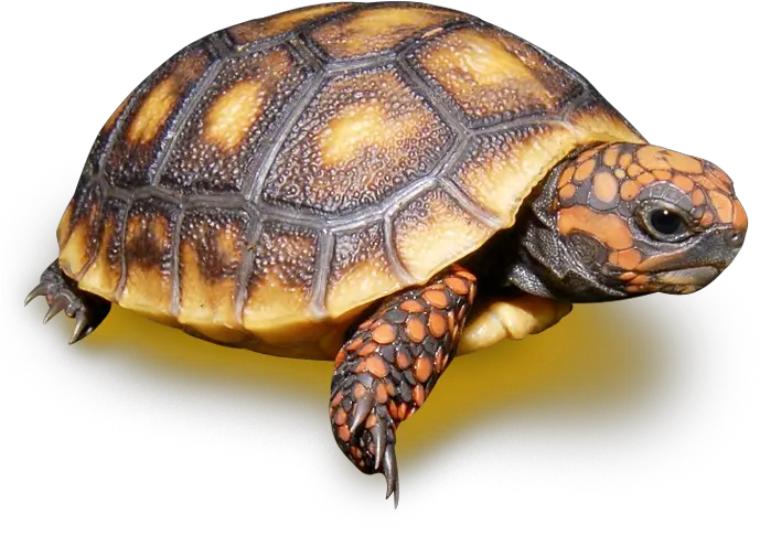 Red Footed Tortoise Transparent Red Foot Tortoise Png Tortoise Png