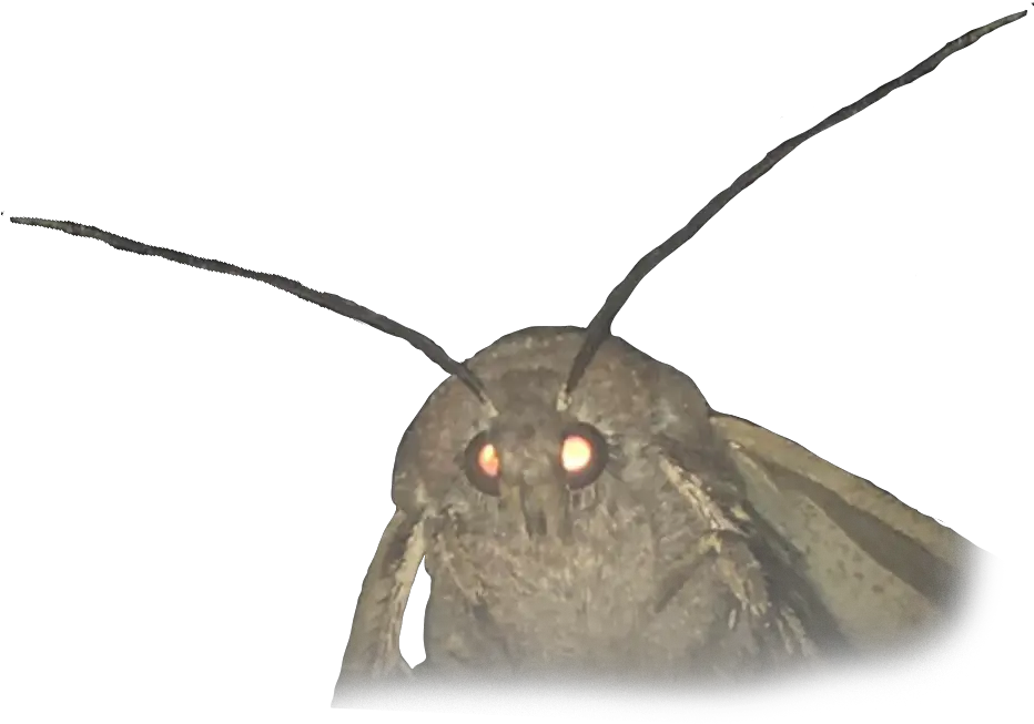 Animalmoth Moth Meme No Background Png Moth Transparent Background