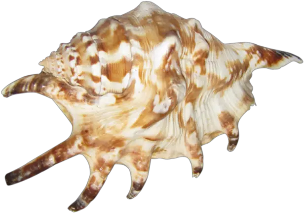 Seashell Png 14 Photo 7046 Transparent Image For Free Lossless Compression Seashell Png