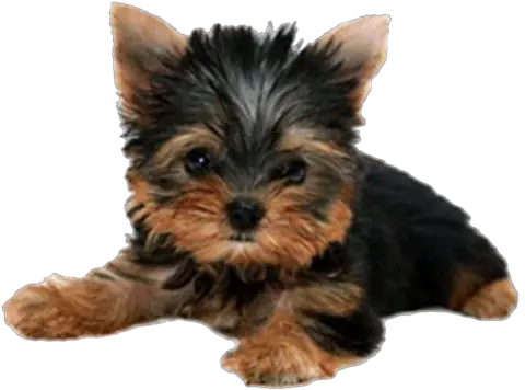 Yorkie Puppy Png Photo 701 Free Png Download Image Puppy Png Transparent Png Cute Puppy Png