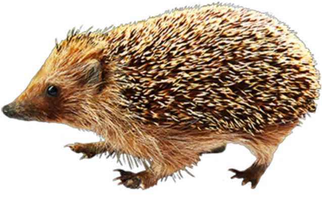 Hedgehog Png Clipart 6 Png 6055 Free Png Images Starpng Free Hedgehog Clip Art Hedgehog Png