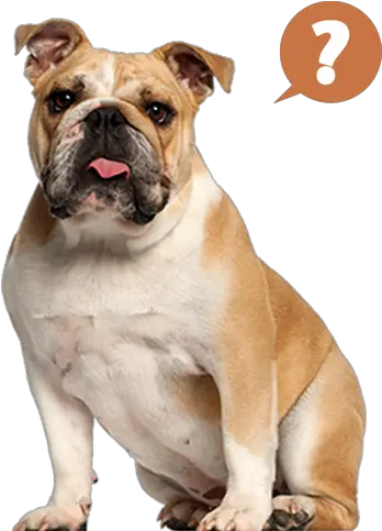 Bulldog Addict Bulldog Ingles 10 Meses Png British Icon Bulldogs