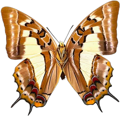 Butterfly Png Picture Clipart Kelebekler Hayvanlar Ku Brown Butterfly High Resolution Watercolor Butterfly Png