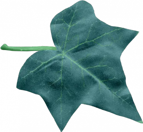 Ivy Leaf Large Graphic Araliaceae Png Ivy Leaf Png