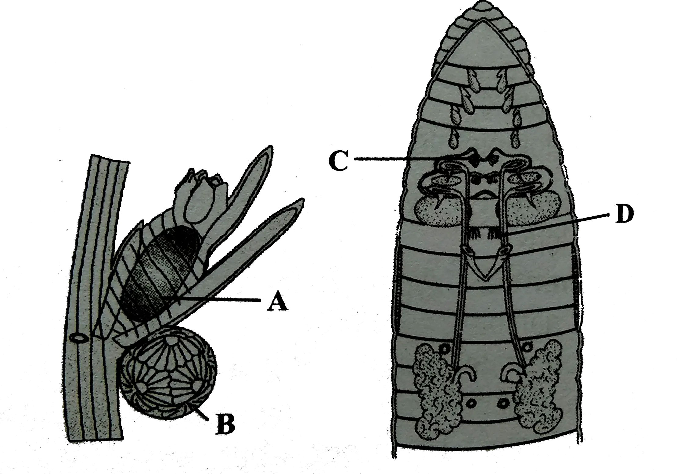 Figure P Represents The Reproductive Organs Of Chara Plant Sketch Png Chara Png