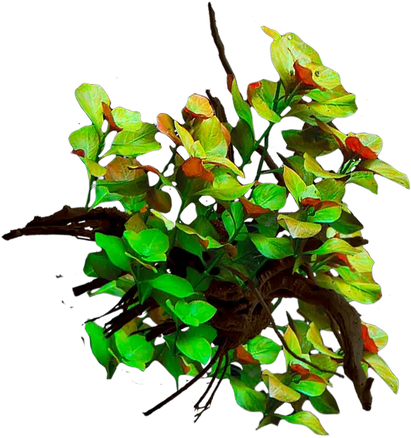 Underwater Plants Png Live Planted Twig 2258703 Vippng Twig Twig Png