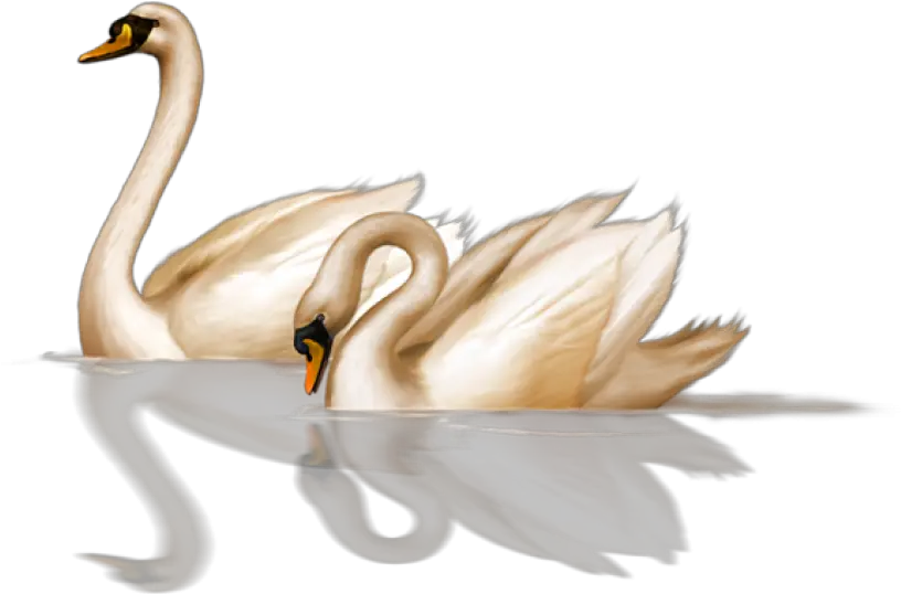 Tw Swans Swimming Png Photo 952 Free Png Download Image Transparent Swan Clipart Swimming Png