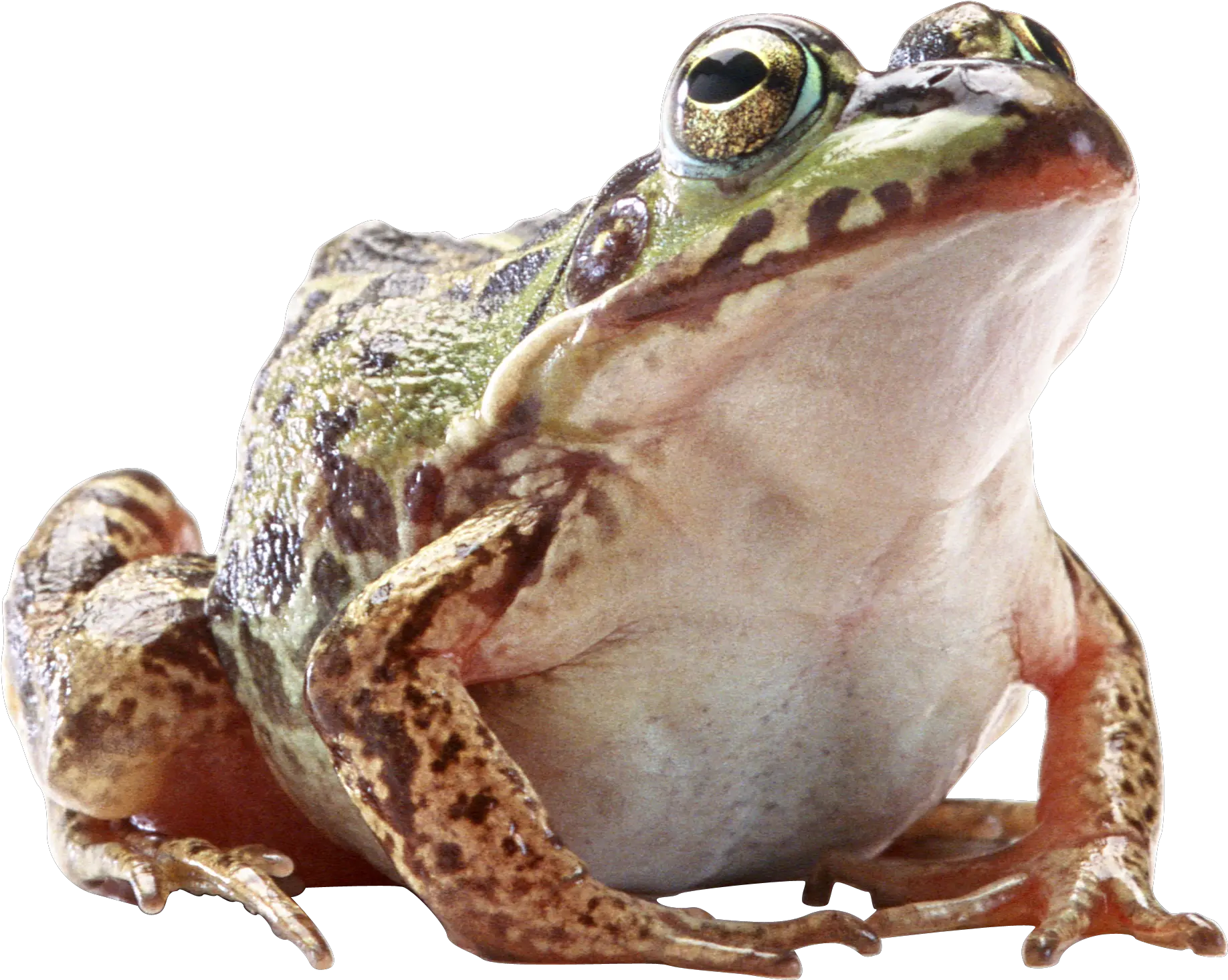 Frog Png Clipart Transparent Background