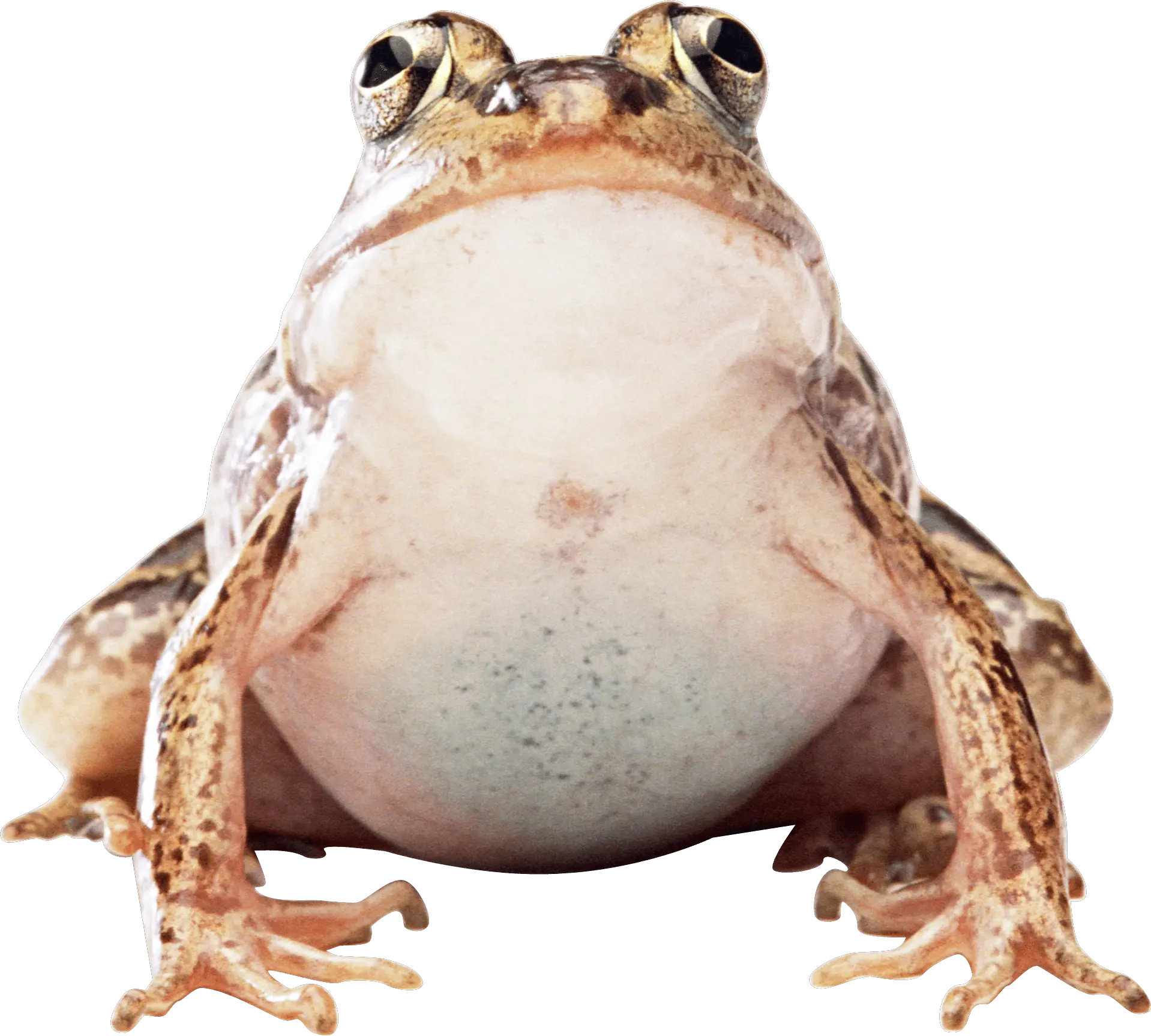 Frogs Transparent Png Images Toad Transparent Png Frog Transparent Background