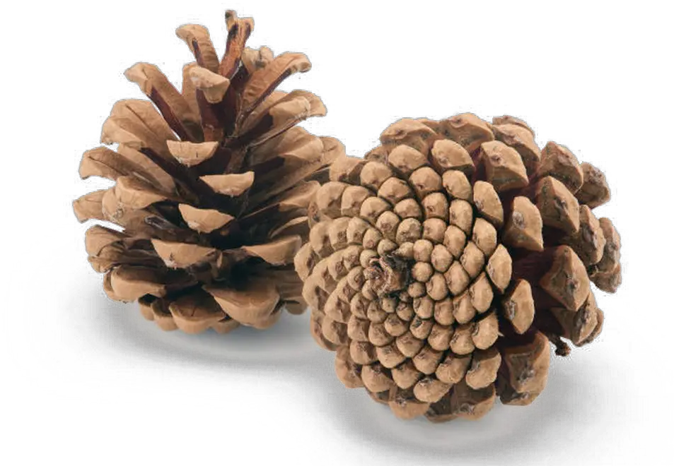 Pine Cone Png Image Background Pine Cones Png Pine Cone Png