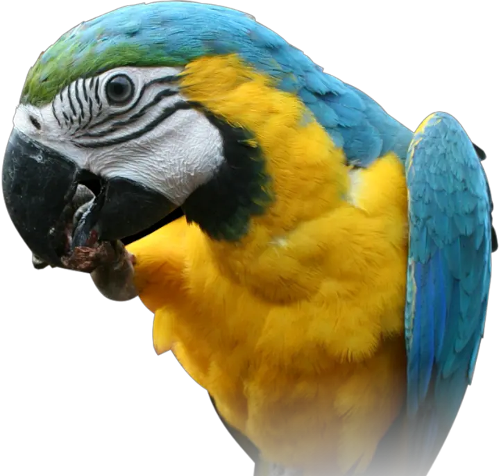 Macaw Parrot Transparent Images Blue And Yellow Macaw Head Png Parrot Transparent