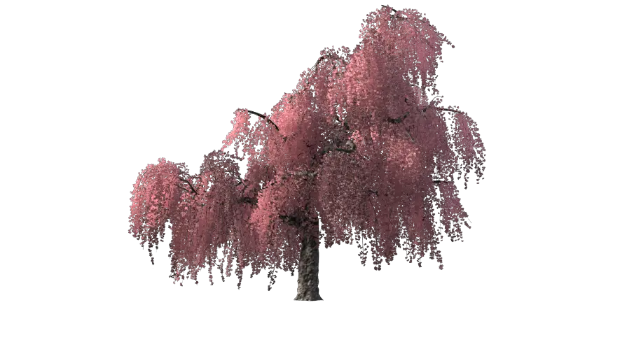 Cherry Blossom Tree Png Cherry Blossom Tree Transparent Cherry Blossom Tree Png Anime Transparent Cherry Blossom