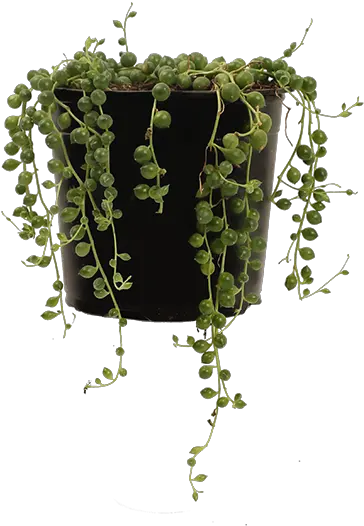 String Vertical Png String Of Pearls Png