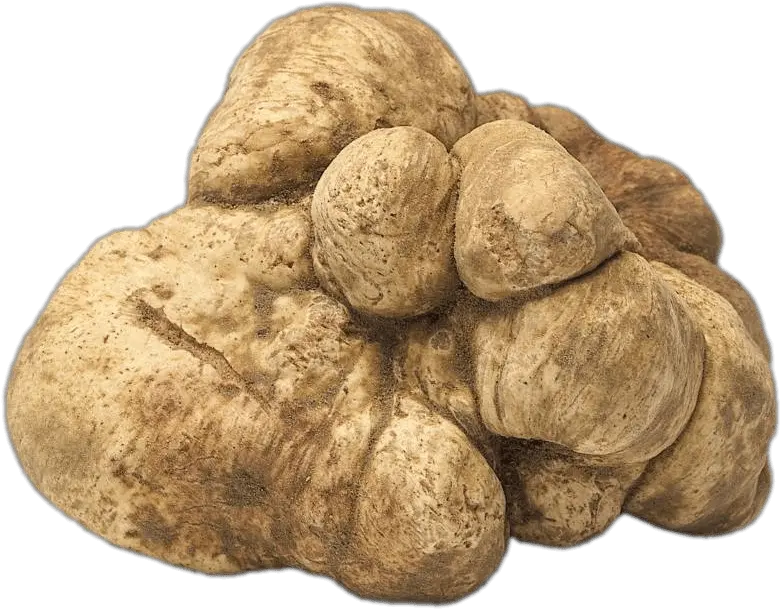 Fresh White Truffle Transparent Png Stickpng White Truffle Png Fresh Png