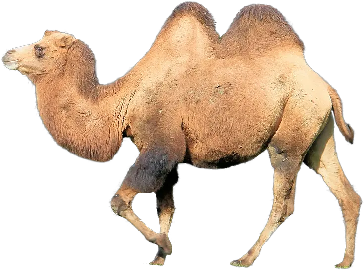 Camel Zoo Animal Puzzle Printable Png Camel Transparent