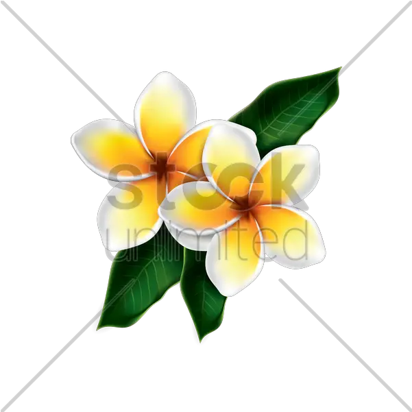 Plumeria Flower Png Vector Kamboja Plumeria Flower Png