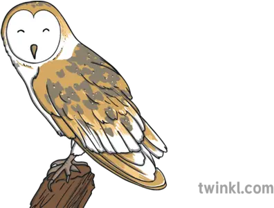 Barn Owl Bird Animal Woodland Farm Usa Ks1 Illustration Twinkl Barn Owl Png Barn Owl Png