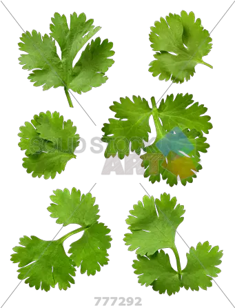Cilantro Leaves Isolated Cilantro Leaf On Transparent Background Png Cilantro Png