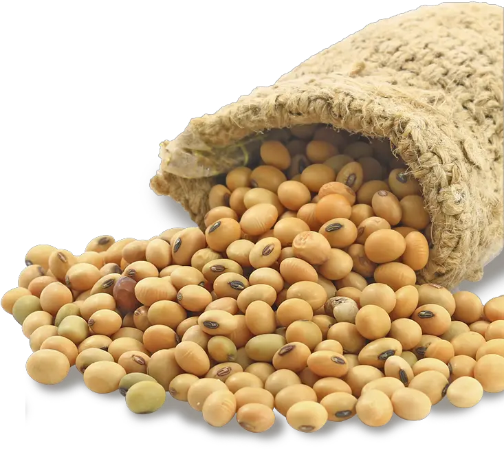 Png Transparent Soybean Seed Soy Bean Png Seed Png