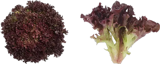 Lettuce U2013 East Fork Creek Urban Farming Salad Crispy Red Lettuce Fresharvest Png Lettuce Transparent