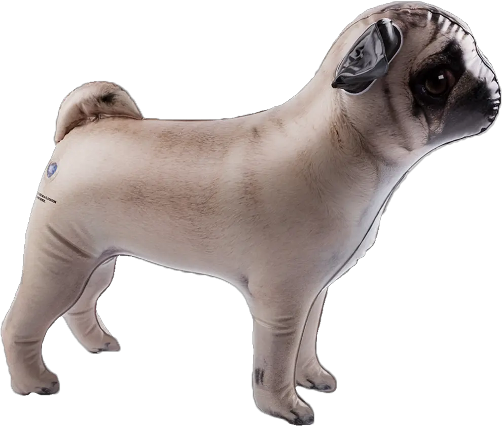 Inflatable Pet Dci Gift Side View Pug Full Size Png Pug Pug Png