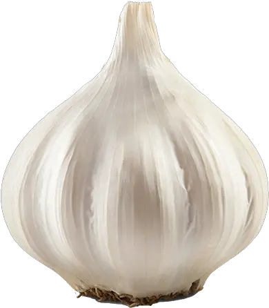 Alabama Gardens Garlic Living Magazine In 2020 Garlic Bulb No Background Png Garlic Png