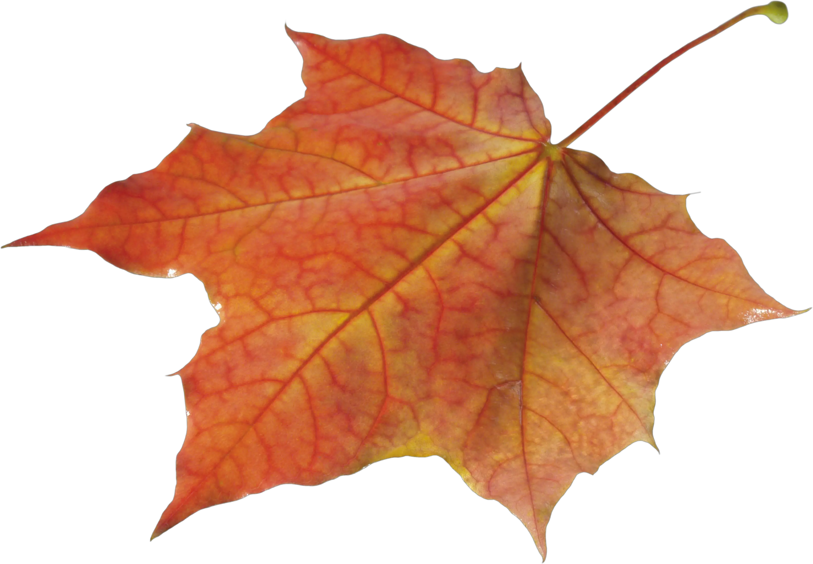 Autumn Leaves Solo Left Transparent Png Autumn Leave Png Autumn Leaves Png