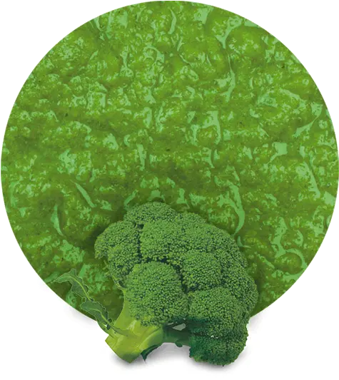 Broccoli Puree Manufacturer And Supplier Lemonconcentrate Broccoli Png Broccoli Transparent