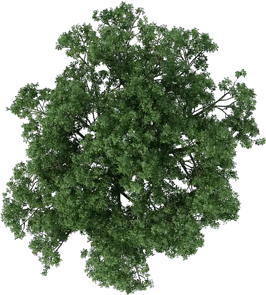 Trees Photoshop 3d Tree Top View Png Trees In Plan Png