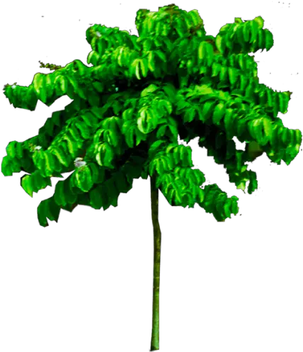 Free Download Tropical Png Tree Image High Quality