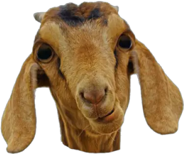 Goat Face Png U0026 Free Facepng Transparent Images 34781 Goat Face Png Goat Transparent Background