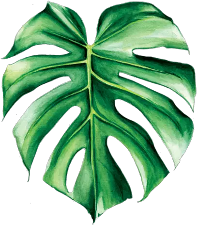 Alexandra Bryant Web Developer Watercolour Of Tropical Leaf Png Tropical Leaf Png