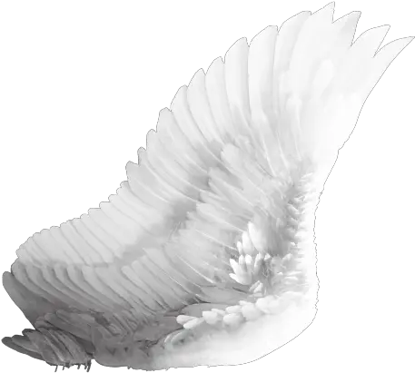 Download Free Png Wings Transparent Image Dlpngcom Side View Angel Wings Png Wings Png Transparent