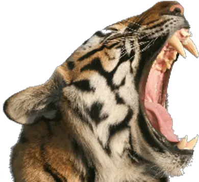 Tigers Transparent Png Images Page2 Stickpng Tiger Side Mouth Open Tiger Png