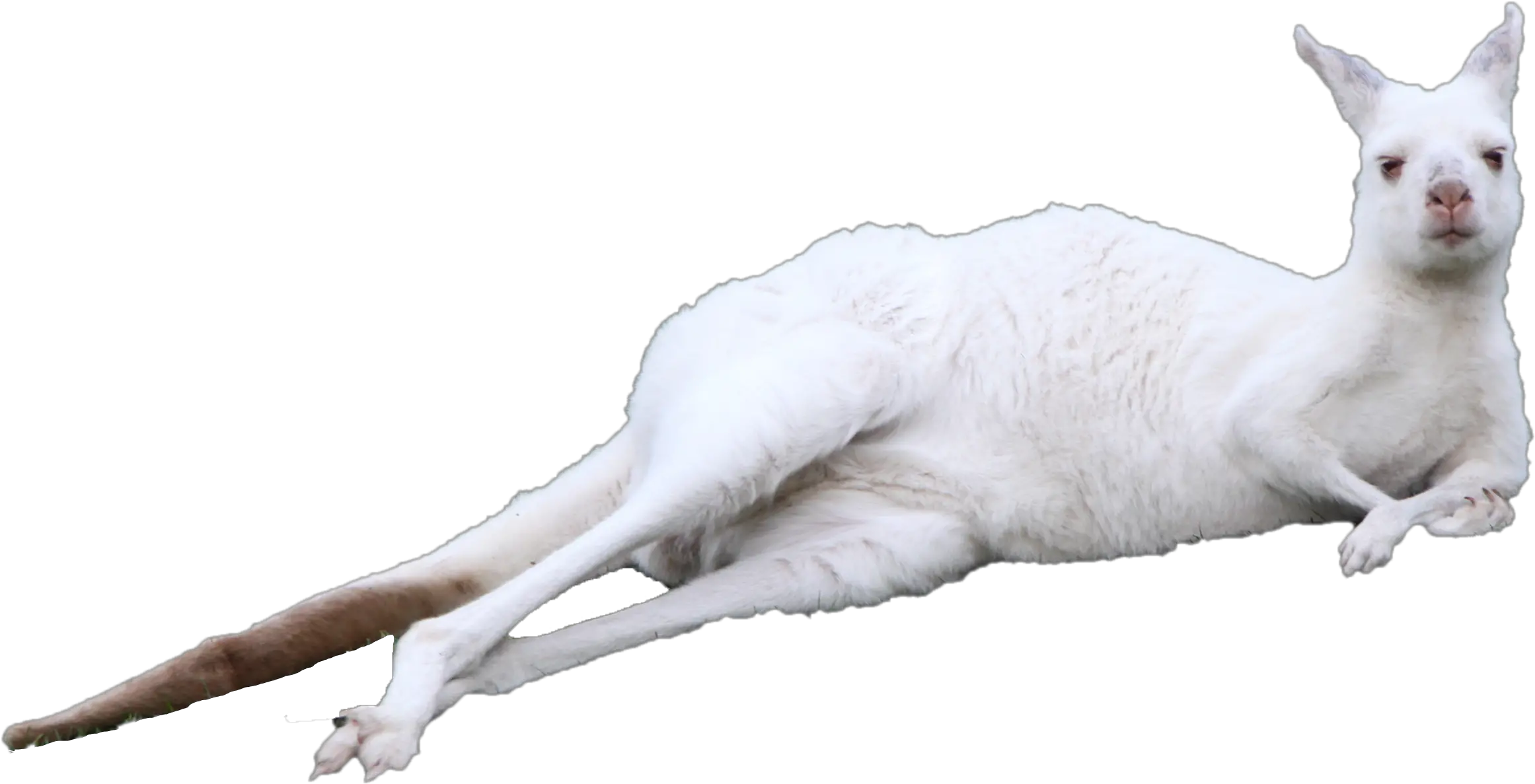 Kitten Kangaroo Cuteness Lying On The White Kangaroo Png White Kangaroo Laying Down Kangaroo Png