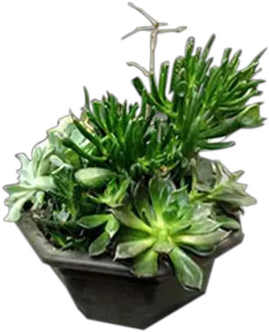 Download A Garden Of Succulent Plants Garden Png Image Flowerpot Succulent Transparent Background