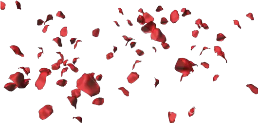 Falling Rose Petals Png Download Loves Me Not Loves Me Red Petals Falling Png Rose Petals Transparent Background