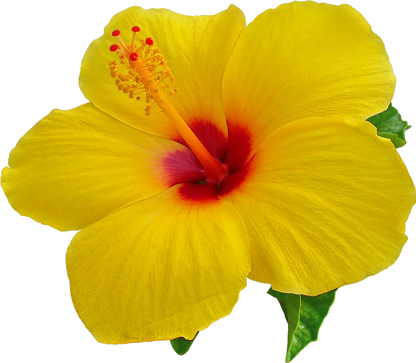 Hibiscus Image Transparent U0026 Png Clipart Free Download Ywd Hibiscus Png Hibiscus Flower Png