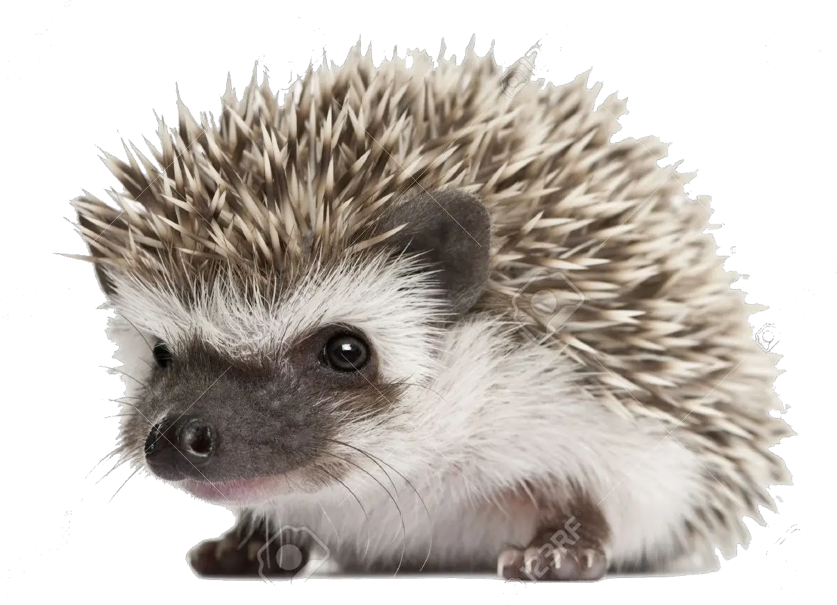 Png Images Transparent Background Cute Hedgehog Transparent Background Hedgehog Transparent Background