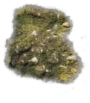 Index Of Mappingterrainmossy Moss Png Moss Png