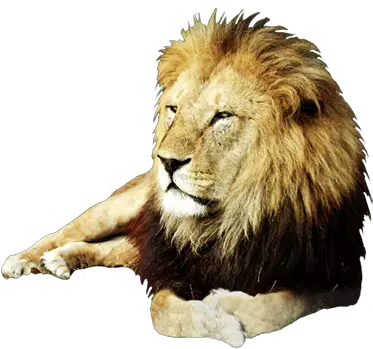 Lions Png Images And Lion Clipart Free Download Free Real Animal Clip Art Lion Transparent
