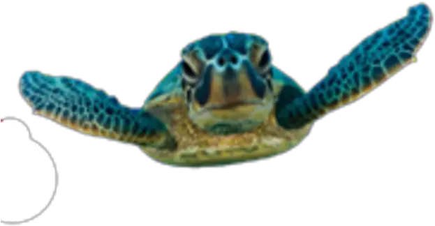 Tortoise Png Pic Transparent Baby Sea Turtles Tortoise Png