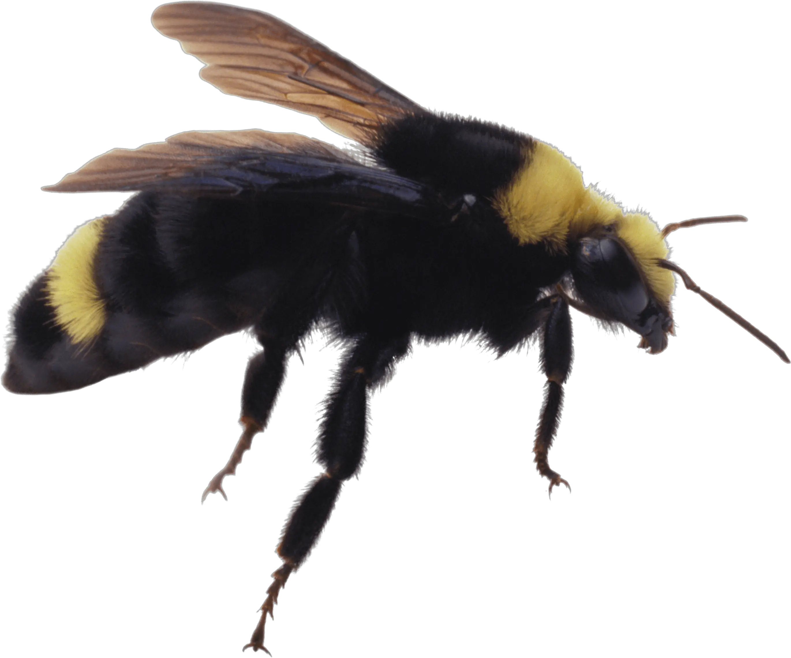 Bee Png Image Purepng Free Transparent Cc0 Png Image Library Pests Png Bumble Bee Png